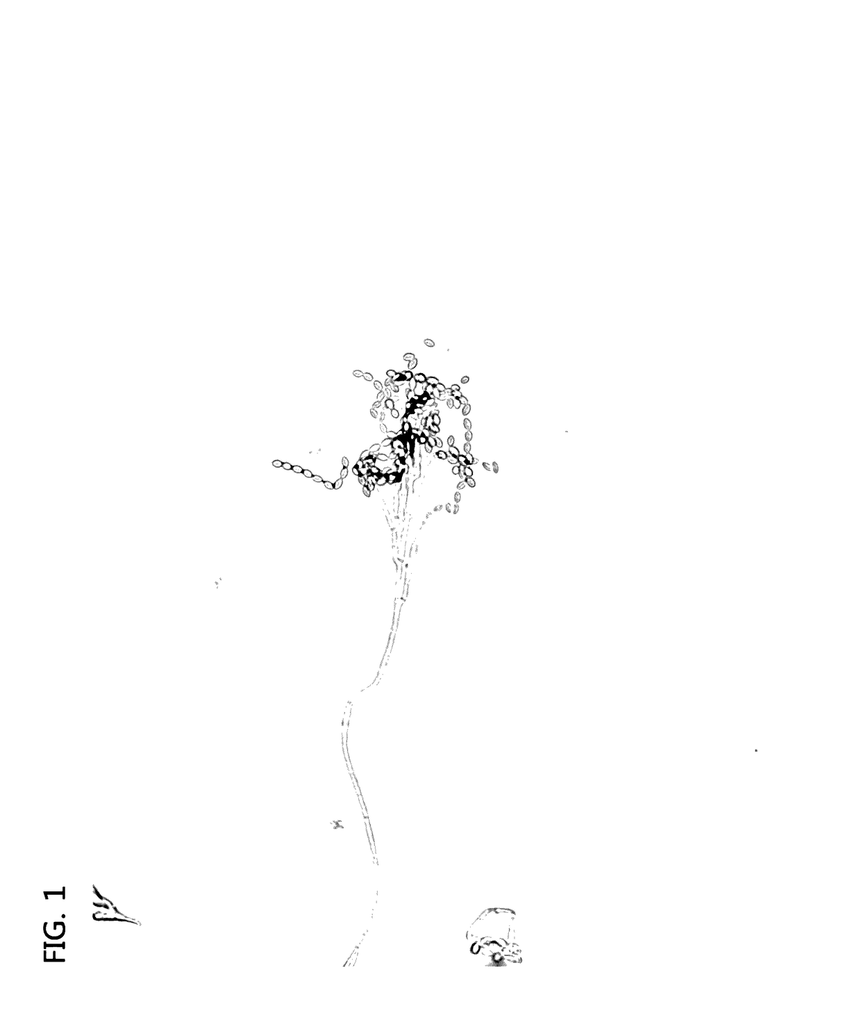 <i>Paecilomyces variotii </i>var. <i>brunneolus </i>GPP1101B, and preparation using same