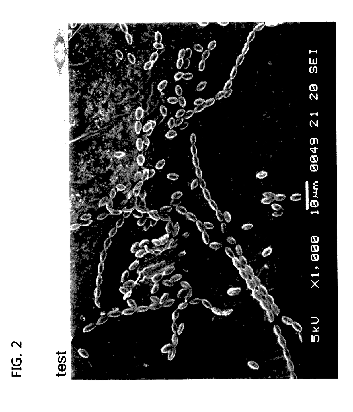 <i>Paecilomyces variotii </i>var. <i>brunneolus </i>GPP1101B, and preparation using same