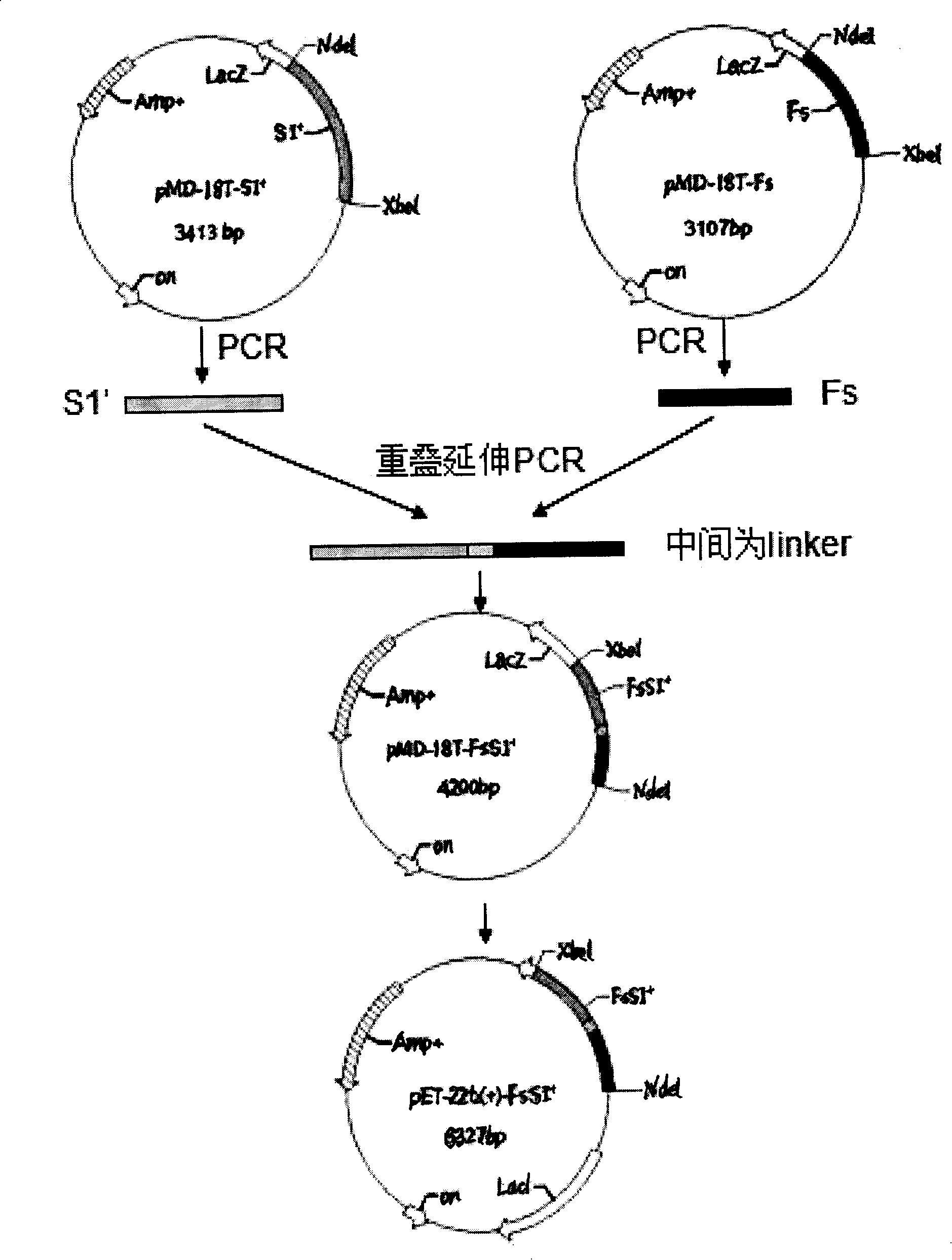 Whooping cough genetic engineering blending second unit vaccine and preparing  method thereof