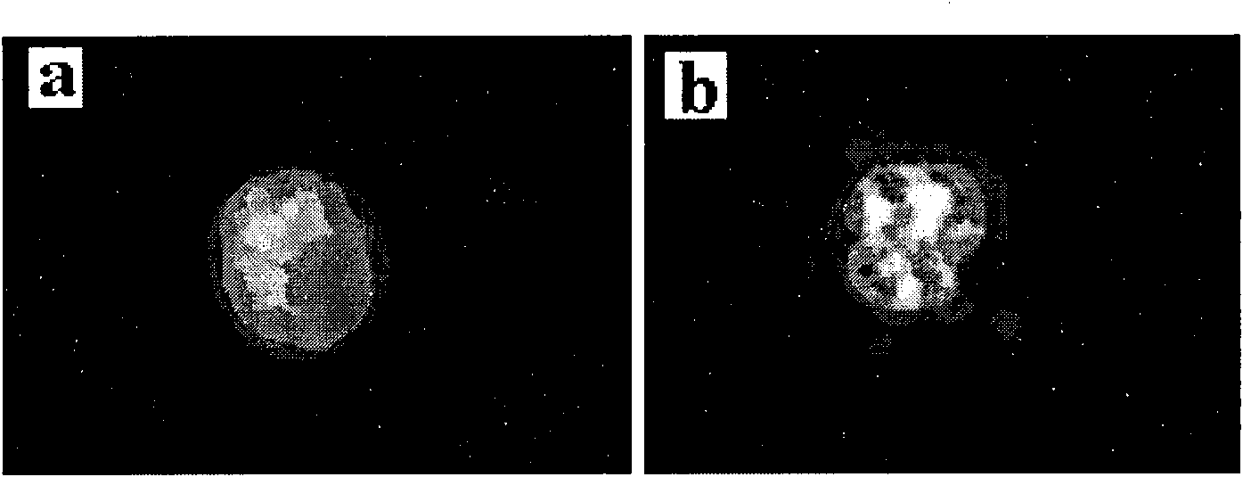 Rare earth-chitosan oligosaccharide complex and preparation method and application thereof