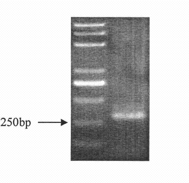 Halimodendron halodendron DREB transcription factor cDNA sequence, expression carrier and application thereof