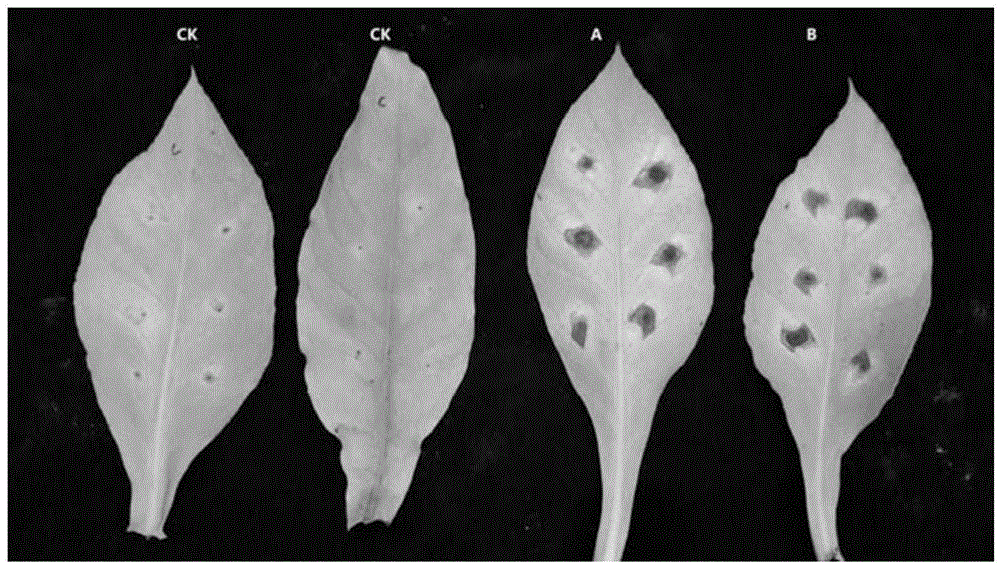 Artificial inoculation method of alternaria alternata