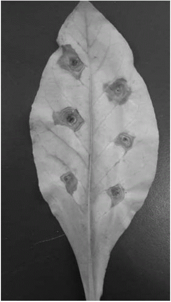 Artificial inoculation method of alternaria alternata