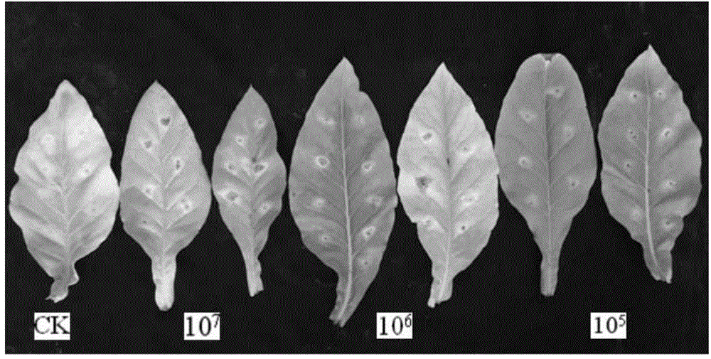 Artificial inoculation method of alternaria alternata