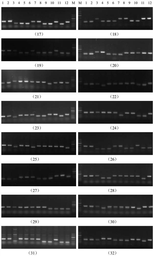 Application of 32 soybean InDel markers in detection of soybean genetic diversity