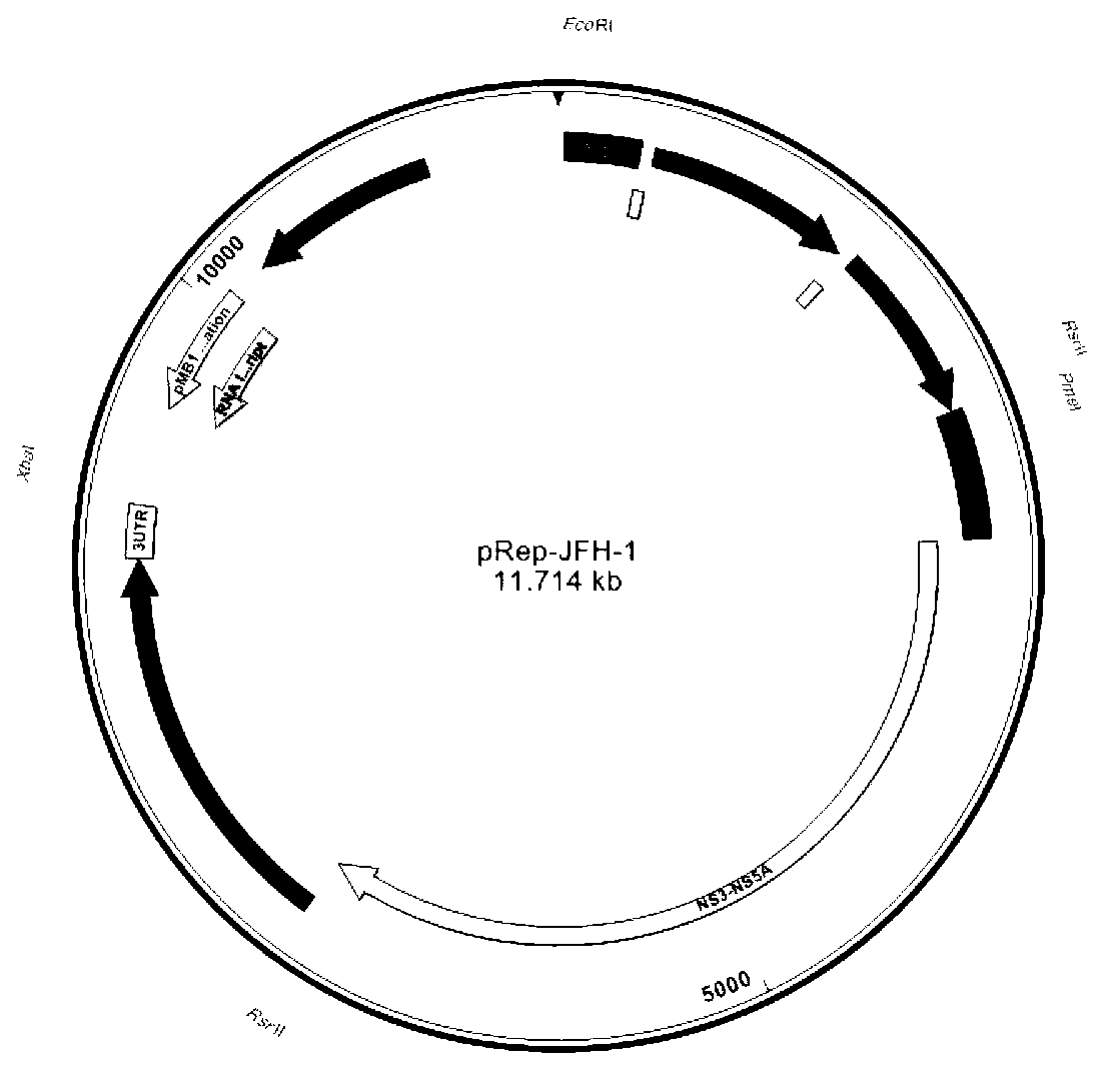 Hepatitis C virus chimeric replicon and its construction method