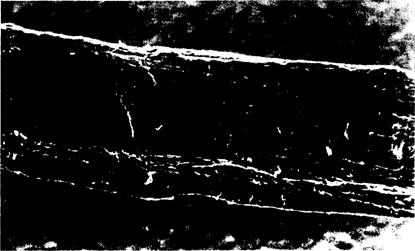 Superabsorbent cellulosic fiber