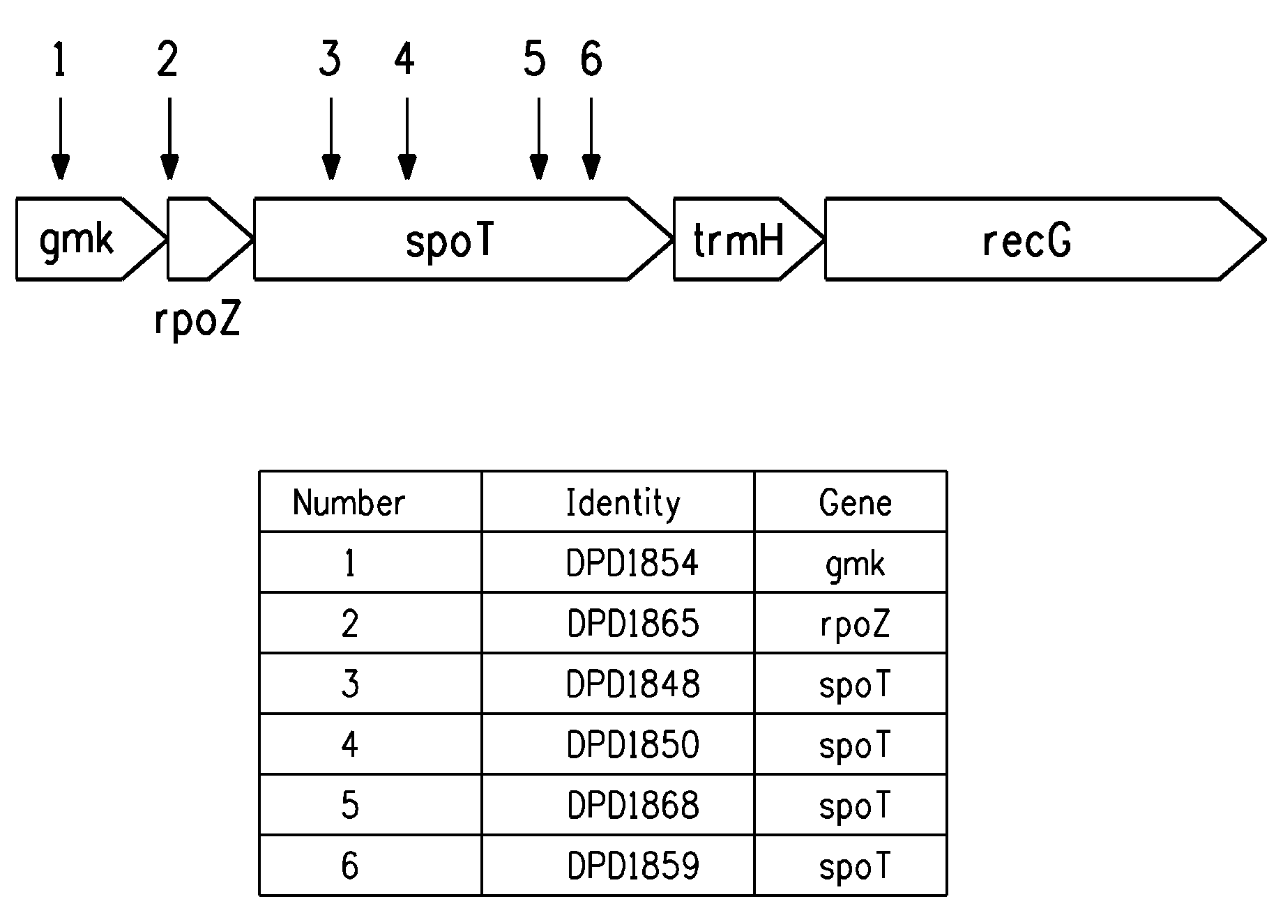 Production of four carbon alcohols using improved strain