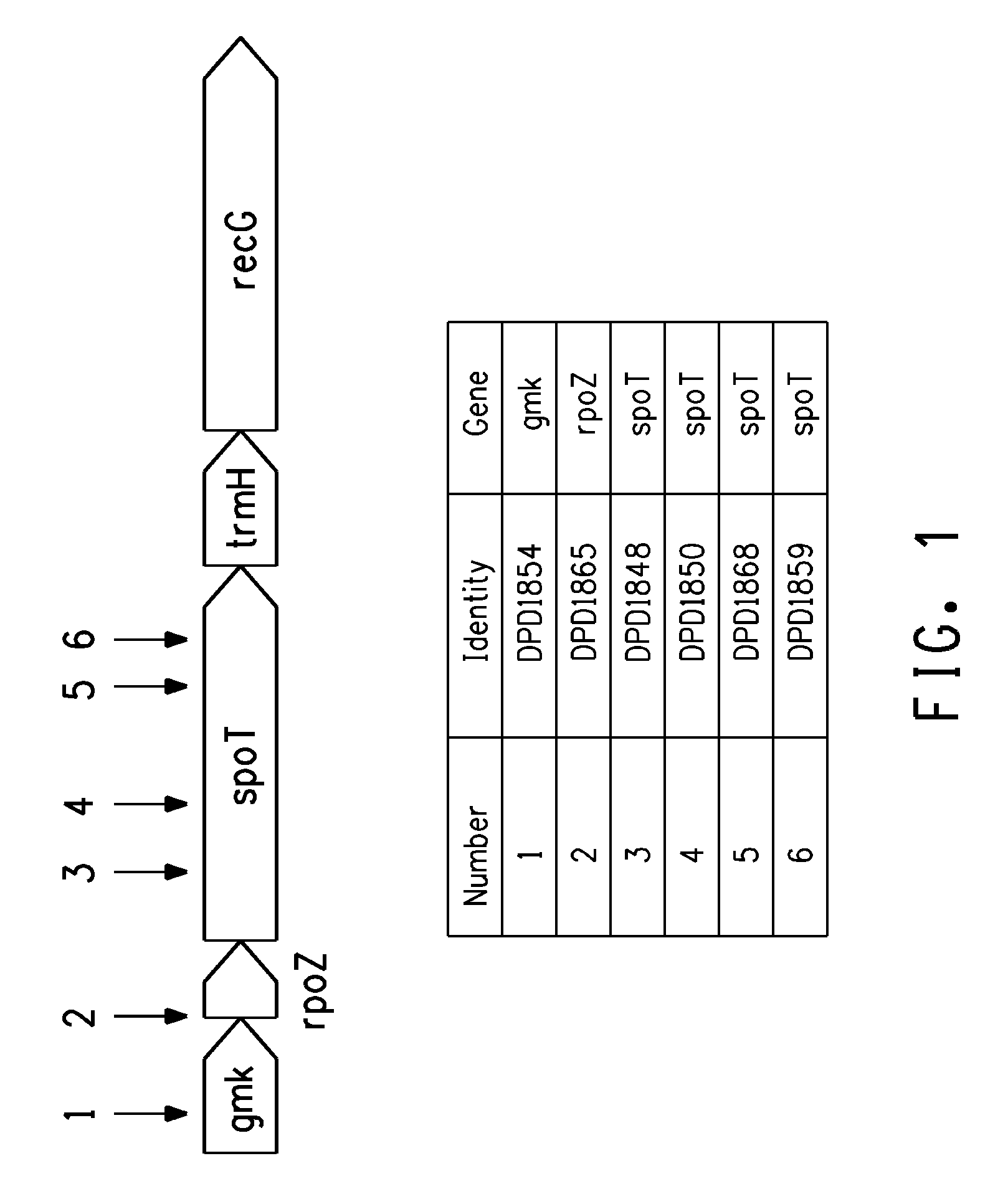 Production of four carbon alcohols using improved strain