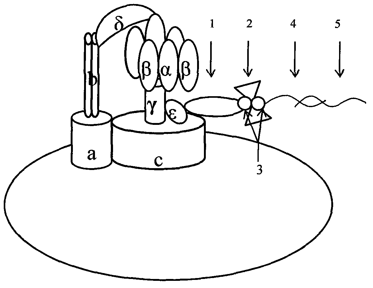 Molecular motor biosensor kit for detecting rotavirus