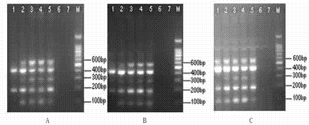 Multiplex-polymerase chain reaction (PCR) rapid screening method for target gene elements of transgenic sugarcane