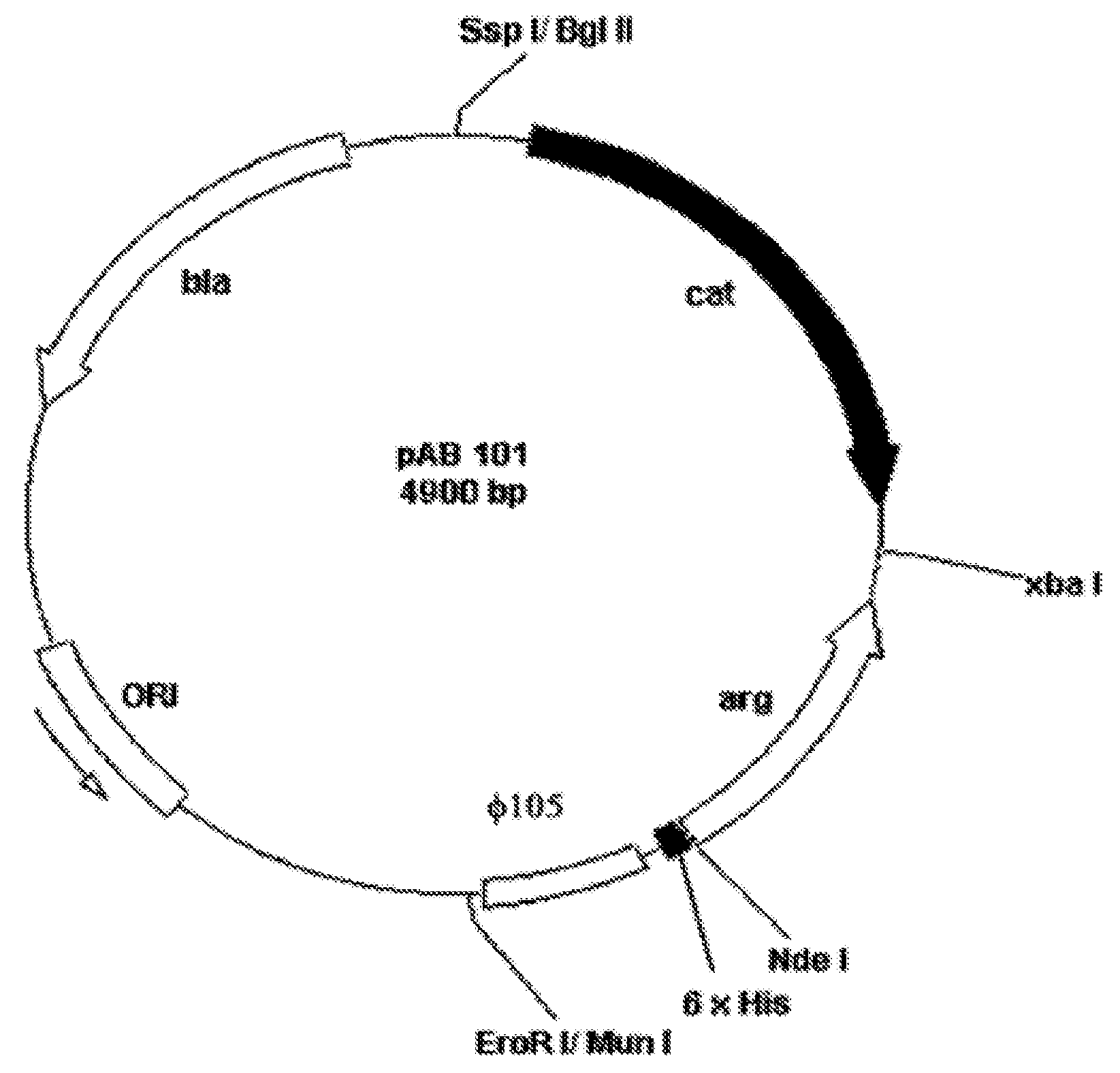 Pharmaceutical Preparation and Method of Treatment of Human Malignancies with Arginine Deprivation