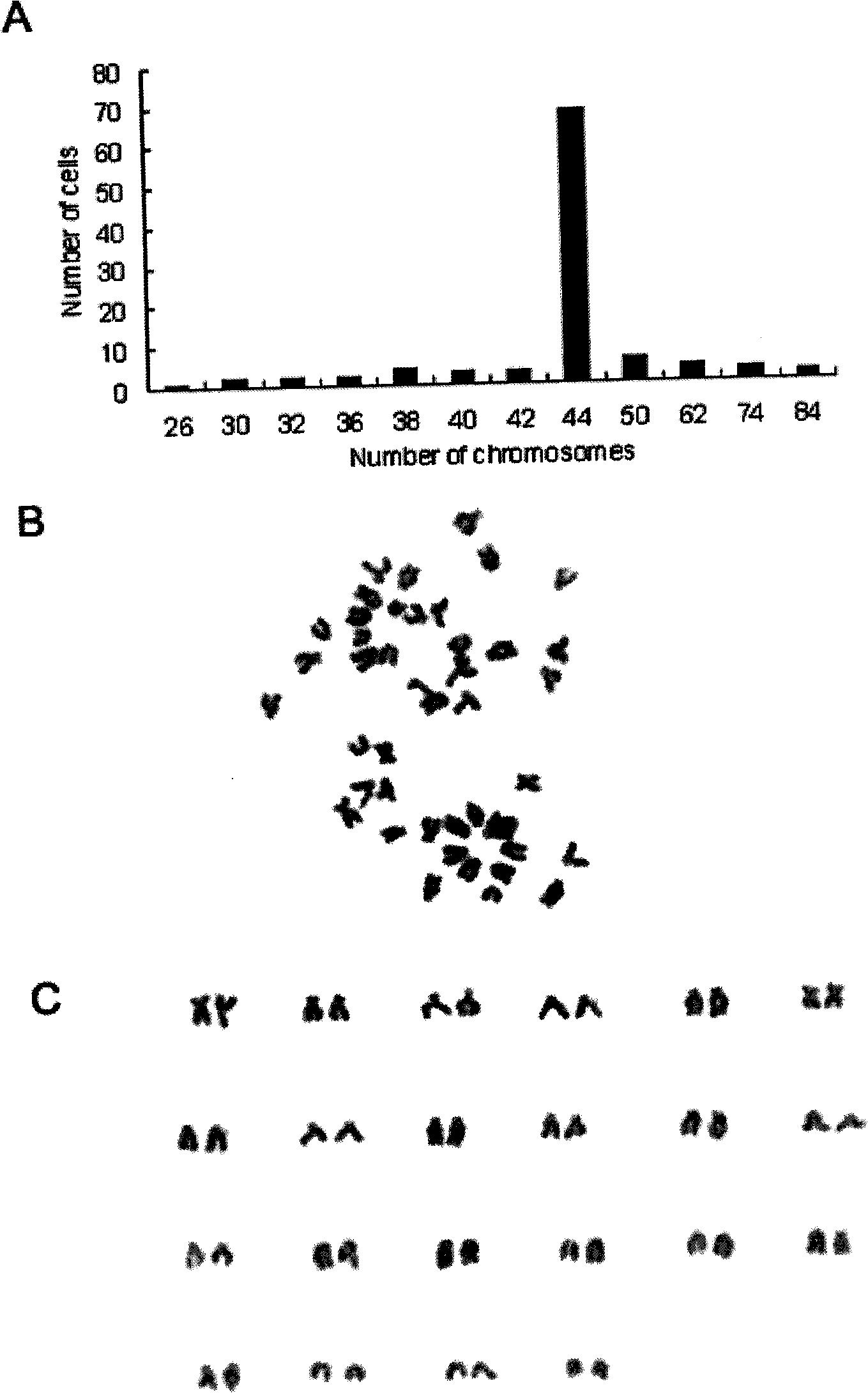 Method for constructing kidney cell line of scophthalmus maximus