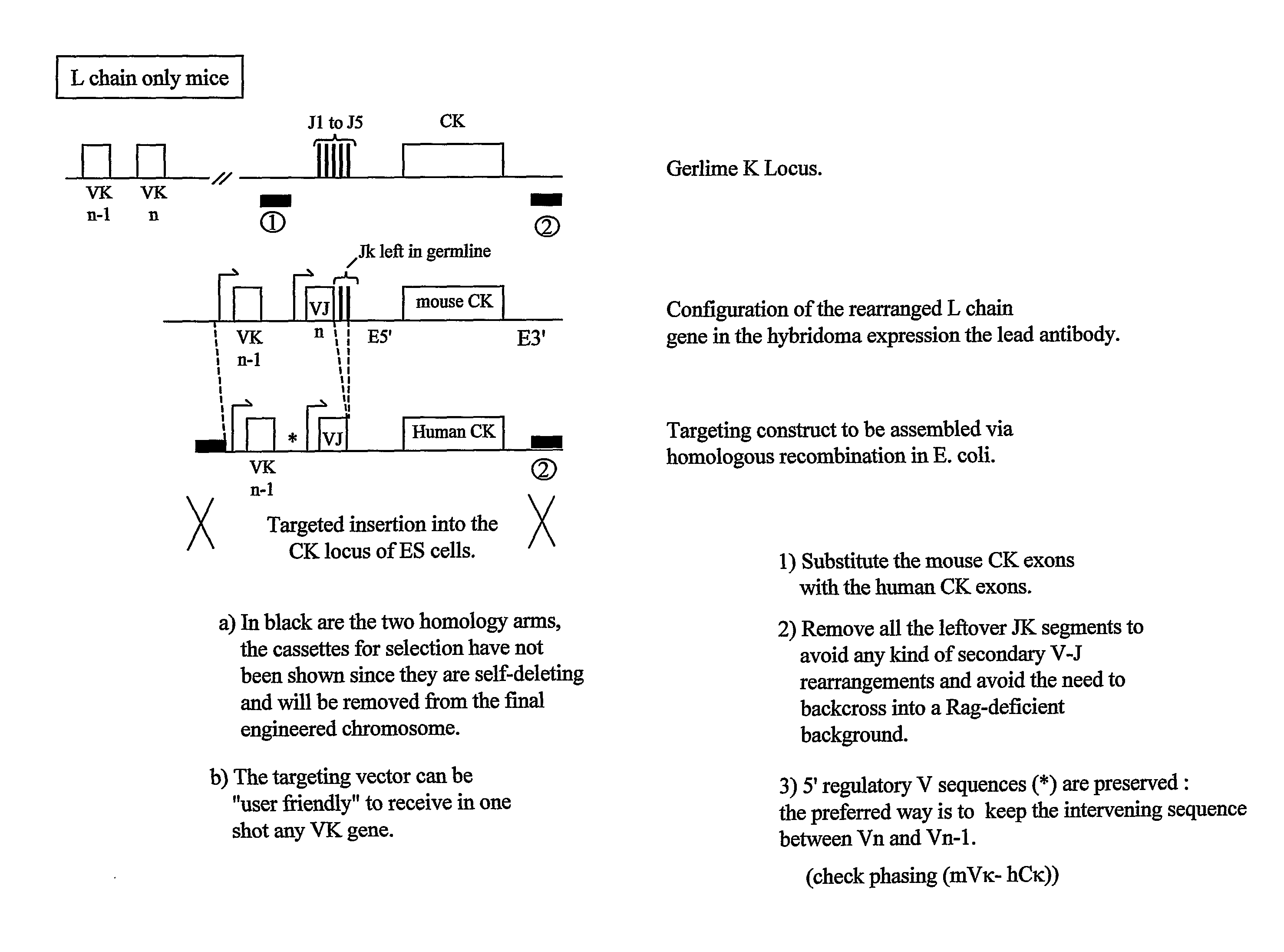 Transgenic Animals and Methods of Making Recombinant Antibodies