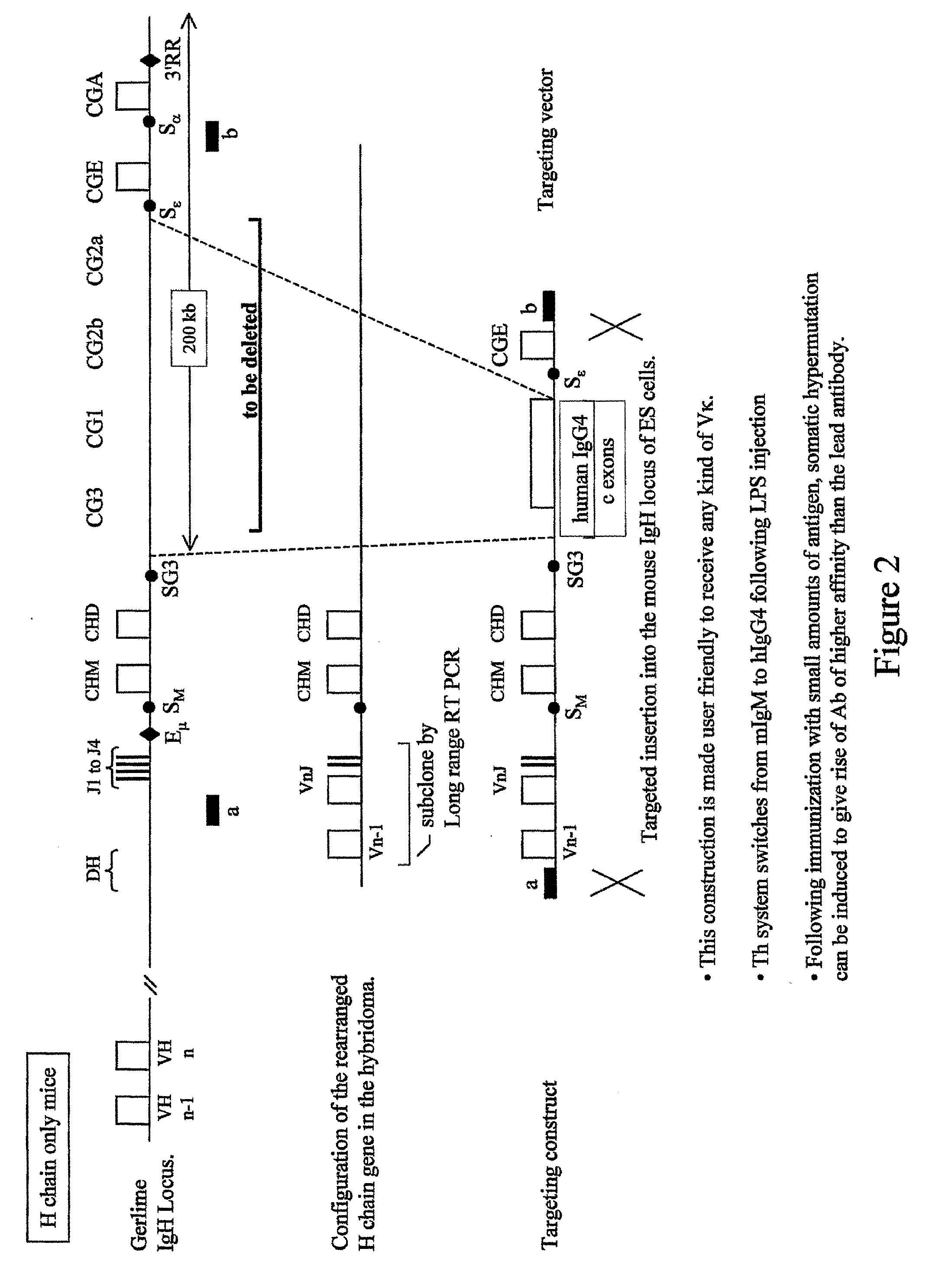 Transgenic Animals and Methods of Making Recombinant Antibodies