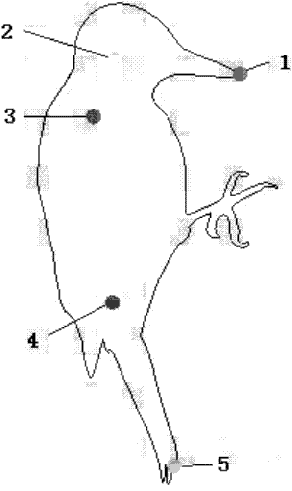 Woodpecker articulation point positioning method based on motion image sequence