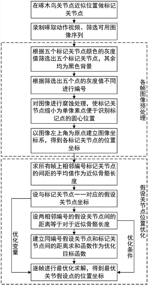 Woodpecker articulation point positioning method based on motion image sequence