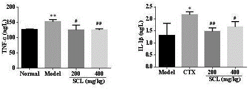 Novel application of condonpsis lanceolata extract in preparation of medicine and healthcare products for preventing renal injuries