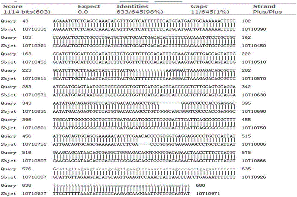 Wnt16 gene deletion type zebra fish