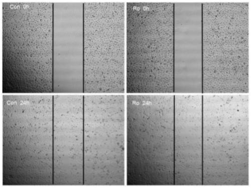 Application of ginsenoside to wound repair