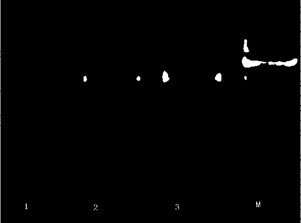 Establishing method of bifidobacterium functional gene no-trace knockout method