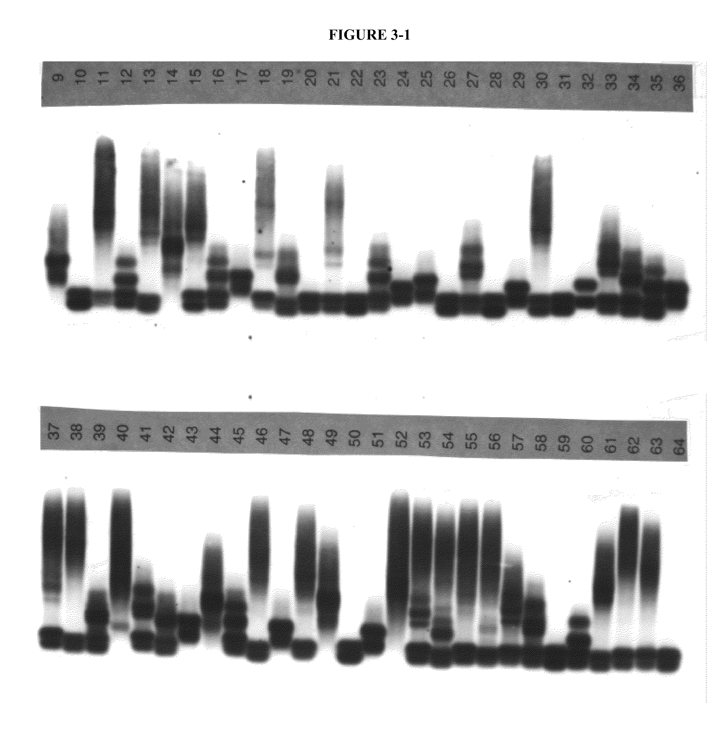 Methods and materials for detecting fragile x mutations