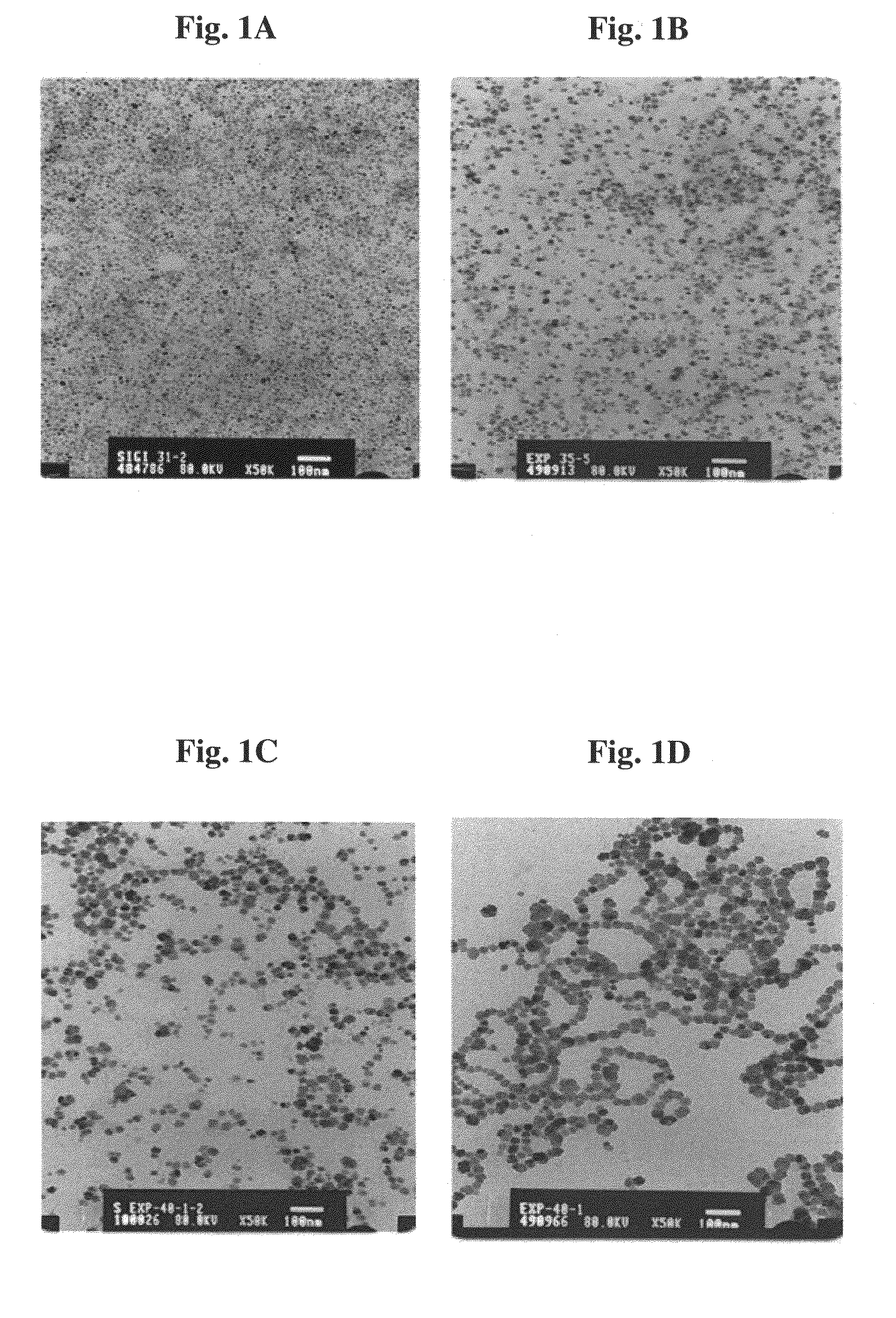 Polymer nanoparticles coated by magnetic metal oxide and uses thereof