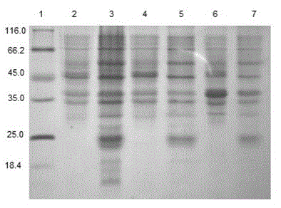 Human auxin fusion protein TAT-hGH as well as preparation method and application thereof