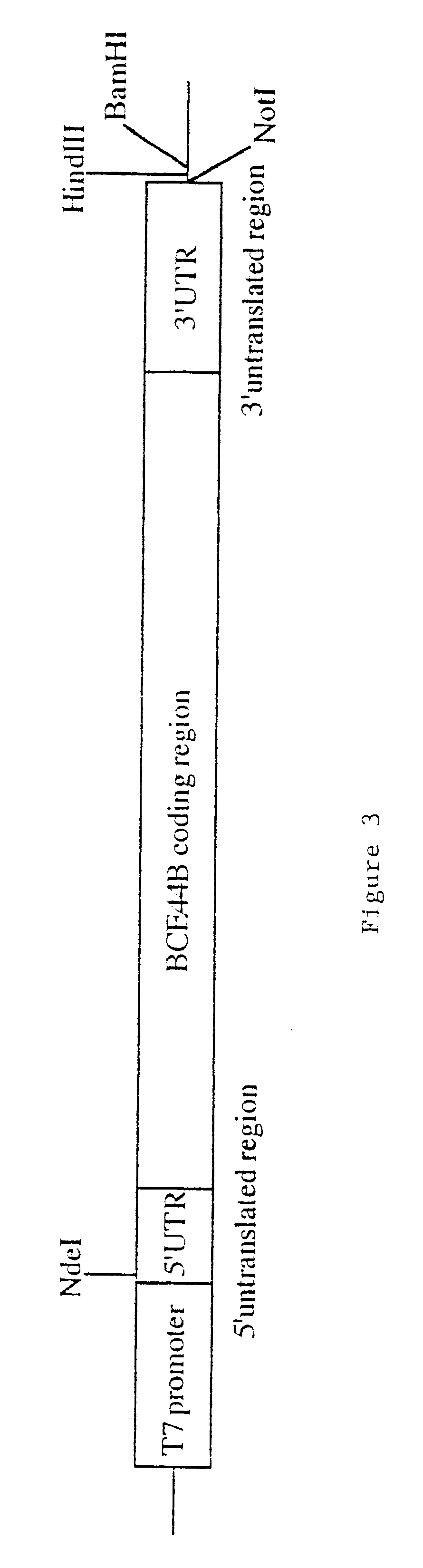 Enhanced transport with a plastid membrane transport protein