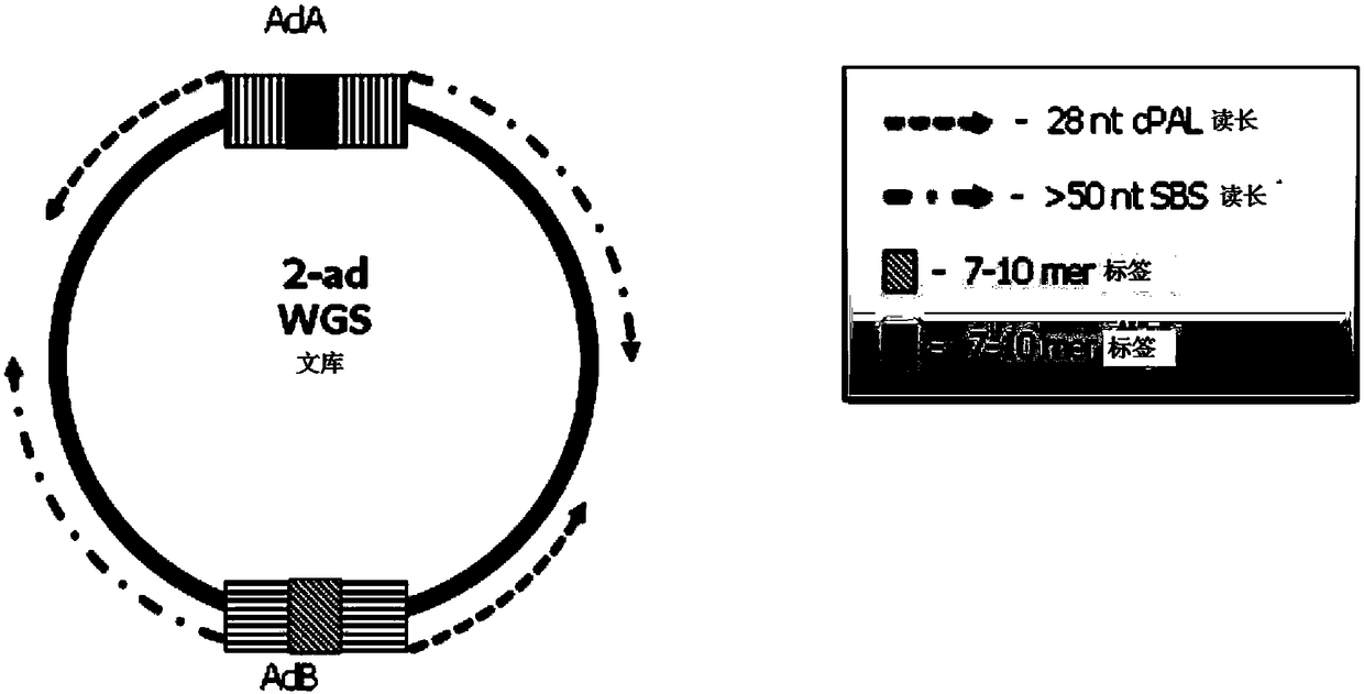 Double chain nucleic acid fragment joint adding method, library constructing method and kit