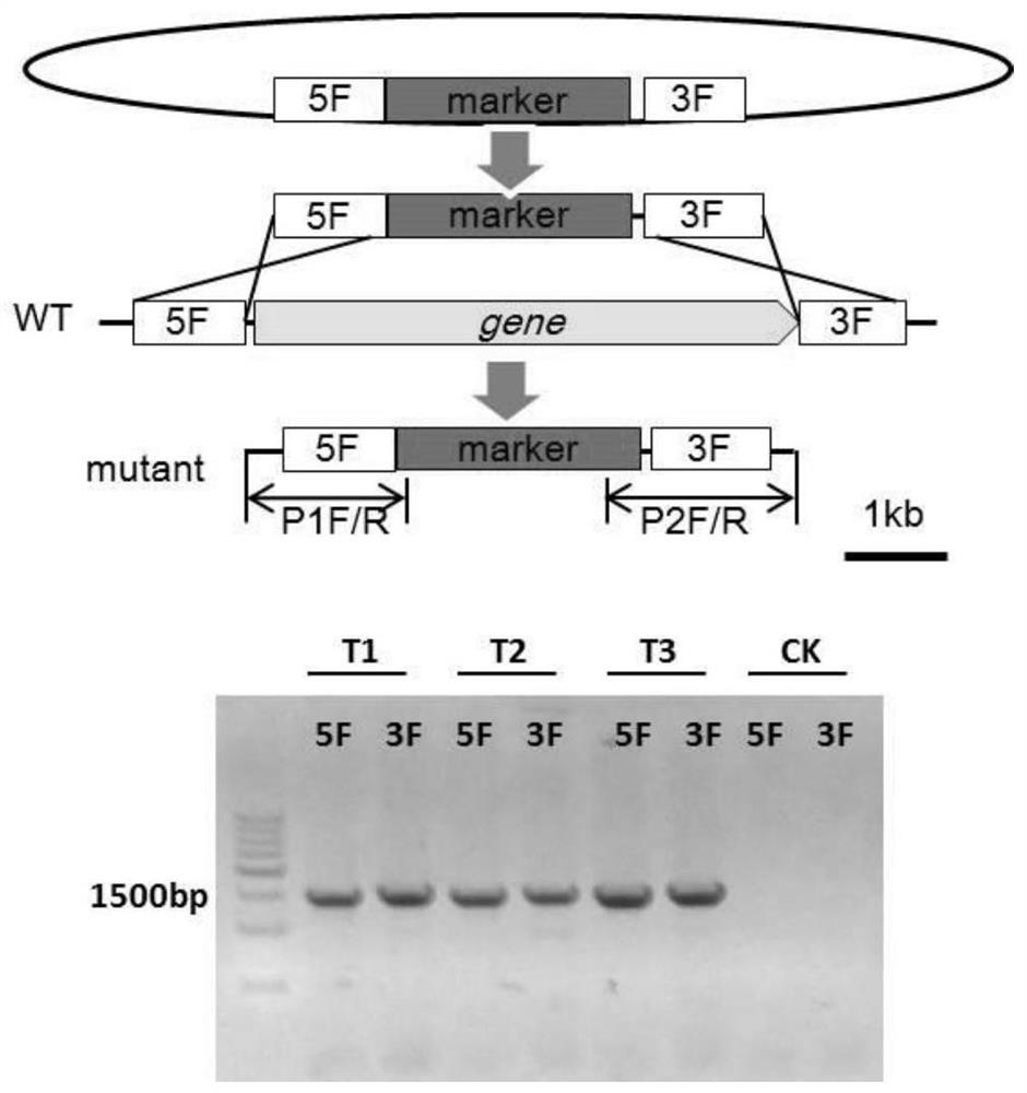 Construction and Application of Heterologous Expression System of Aspergillus nidulans