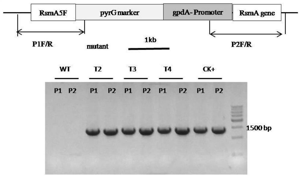 Construction and Application of Heterologous Expression System of Aspergillus nidulans