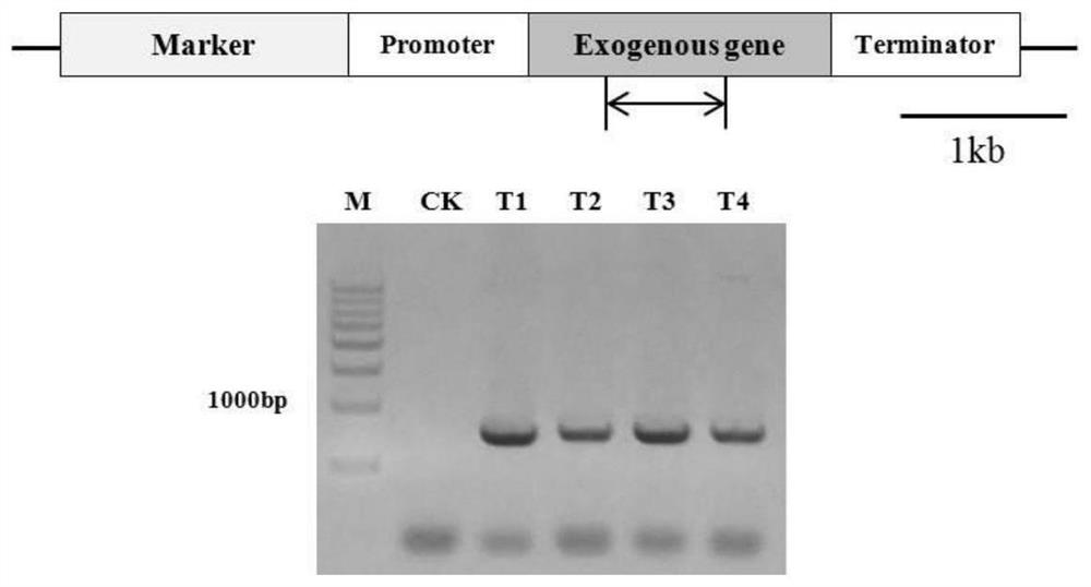 Construction and Application of Heterologous Expression System of Aspergillus nidulans