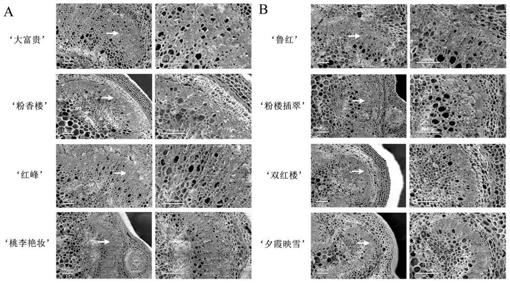 A Microscopic Appraisal Method for Peony Cut Flower Stem Strength