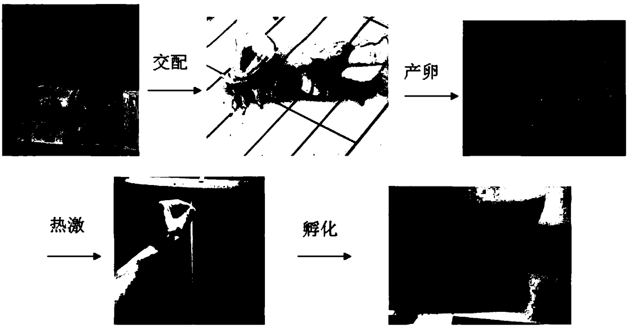 Method for instant relieving diapauses by heat shock and delaying hatching by cold storage for bombyx mori