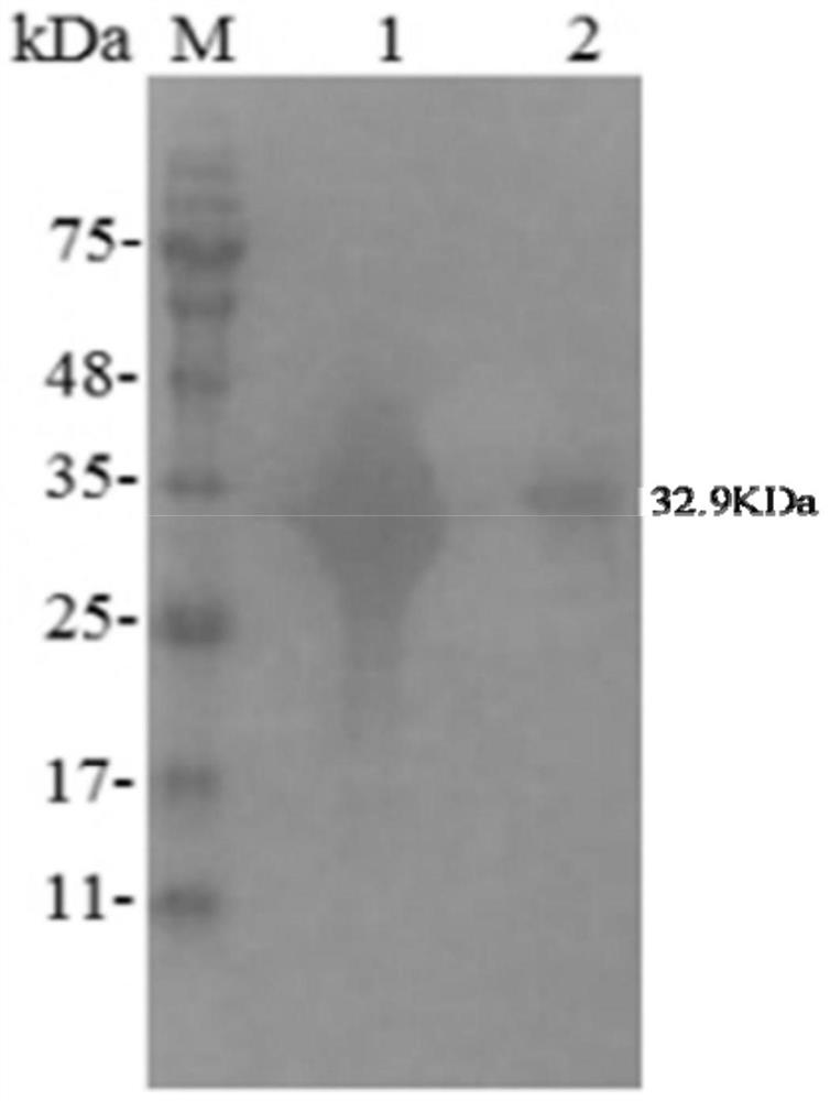 A sheep echinococcosis antibody ELISA detection kit and its preparation method and application