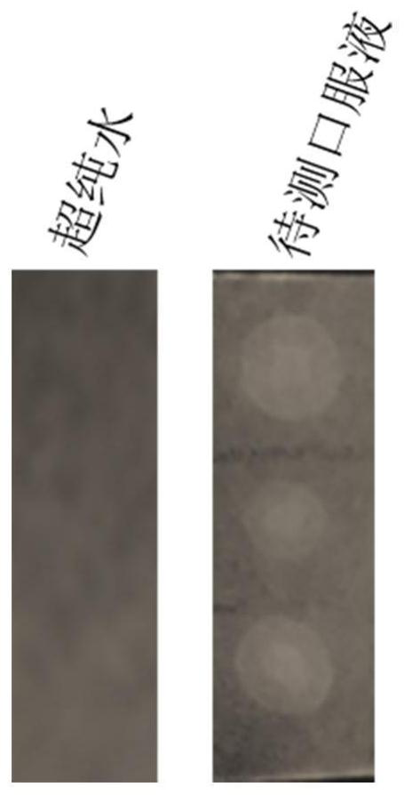 A kind of sea cucumber fucoidan-specific binding protein and its preparation and application