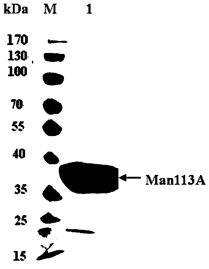 Novel beta-mannase and gene from 113th family of alicyclobacillus acidoterrestris and application thereof