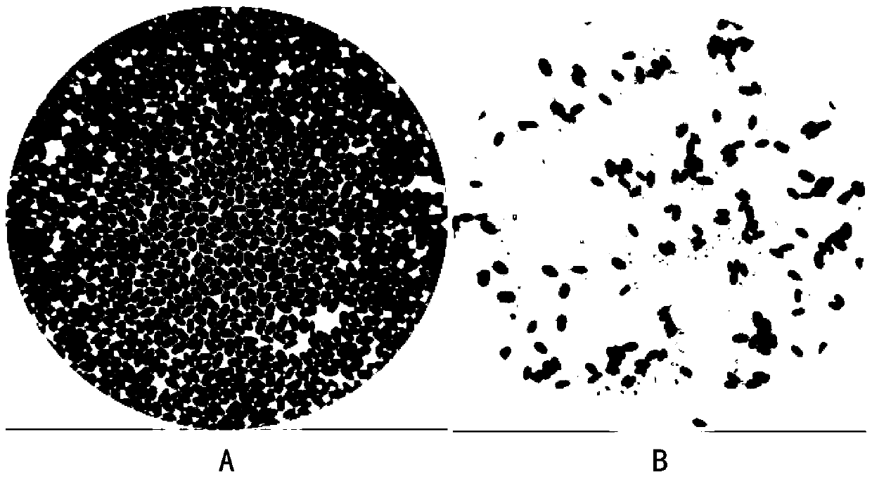 Slide preparation method of bacterial staining method and application of slide preparation method