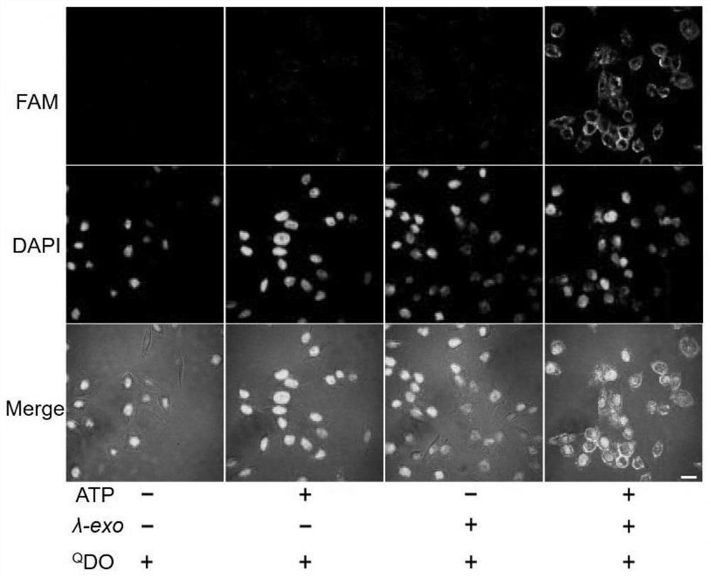 A deoxyribozyme-based extracellular ATP rapid sensing method and application kit