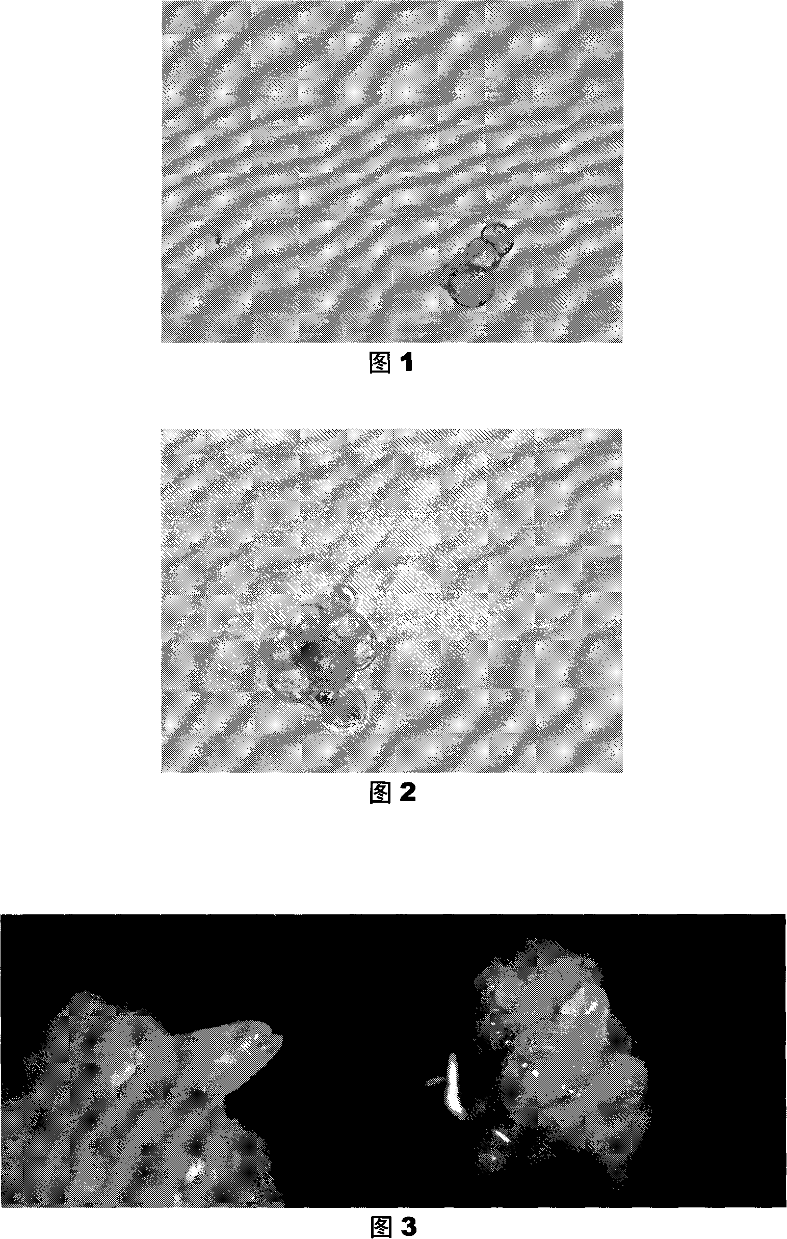 Crossbred Chinese tulip tree clone trophozoite suspension cell line inducement method for the generating and regenerating of somatic embryo