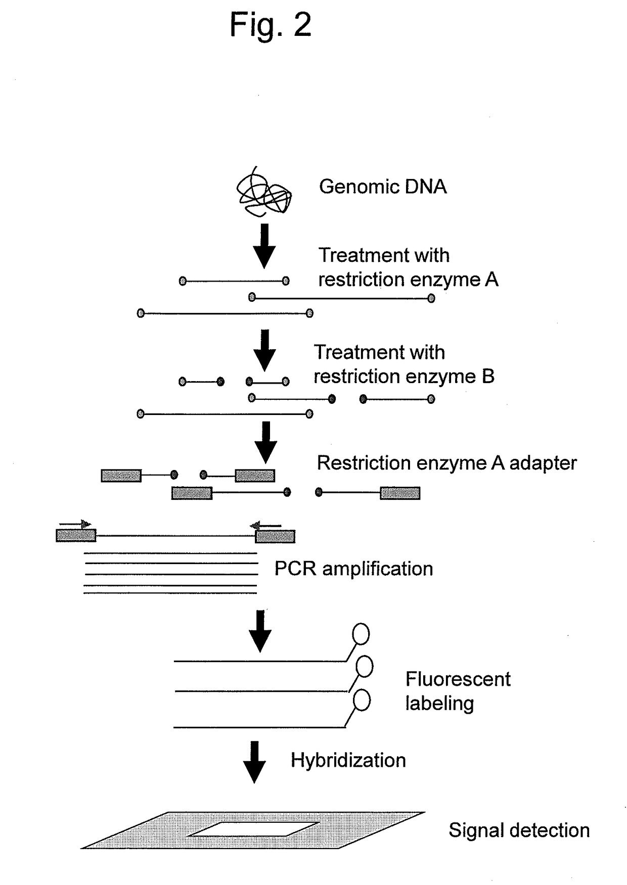 Marker associated with resistance to smut in plant belonging to genus saccharum, and use thereof