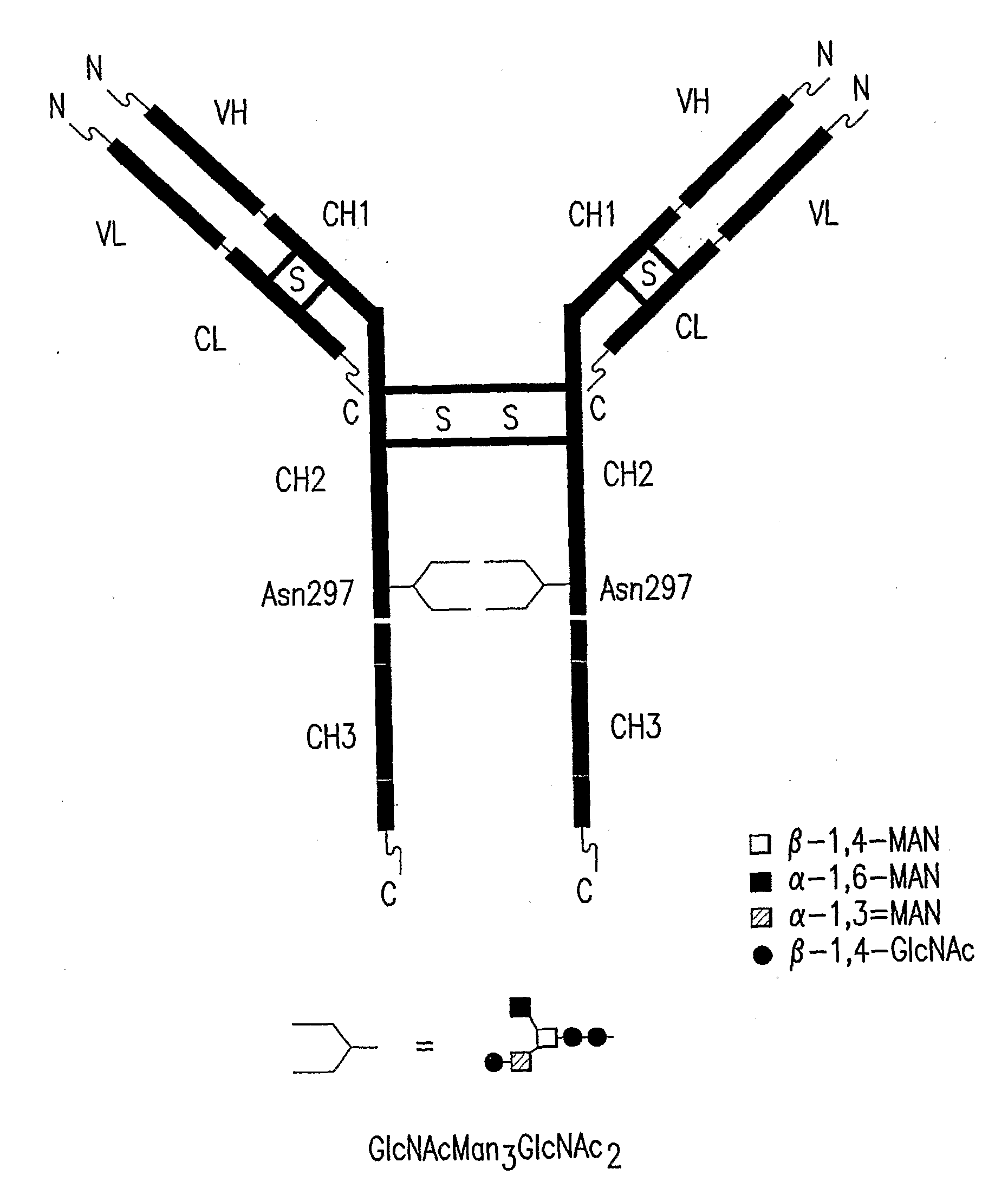 Immunoglobulins Comprising Predominantly a Glcnacman3Glcnac2 Glycoform