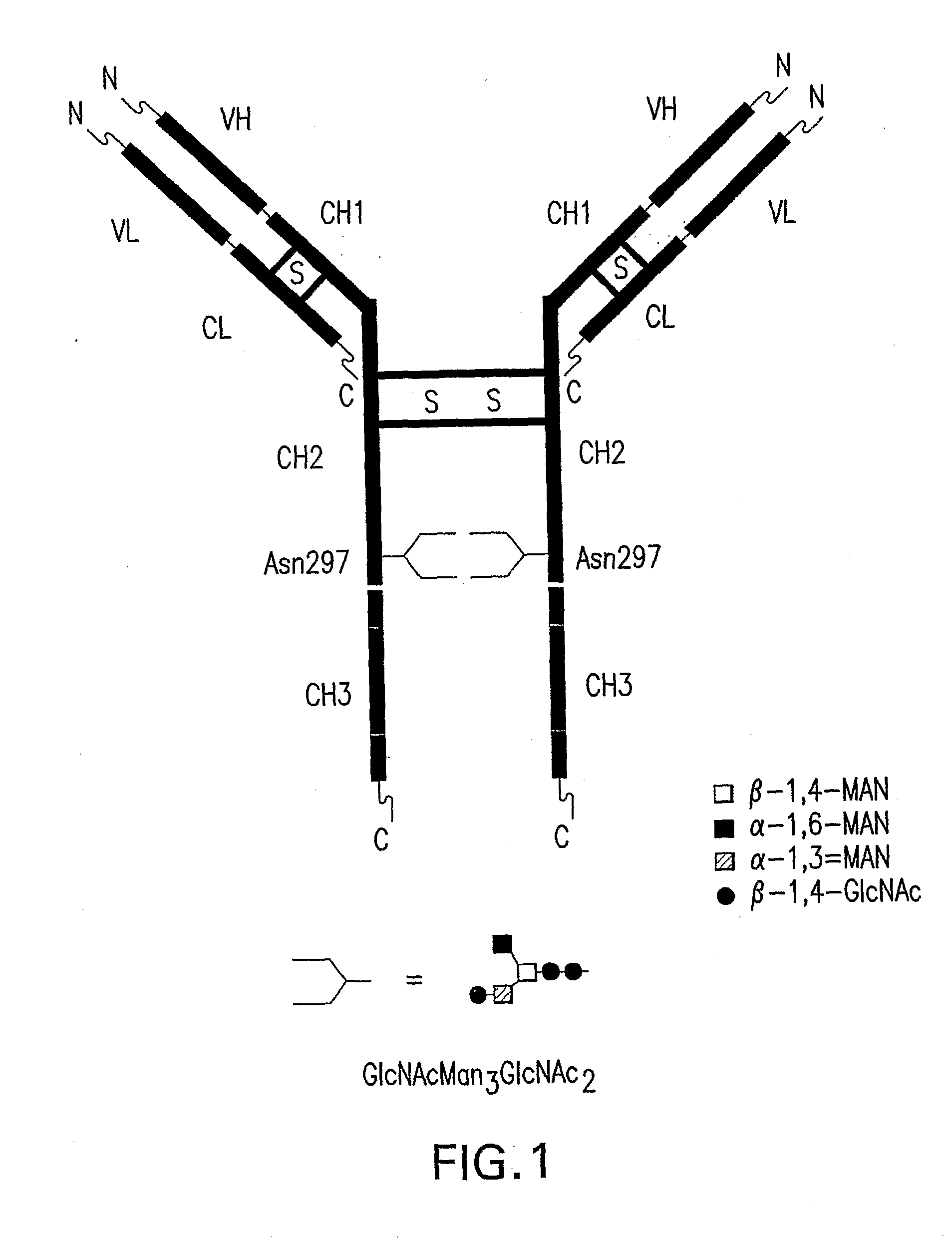 Immunoglobulins Comprising Predominantly a Glcnacman3Glcnac2 Glycoform