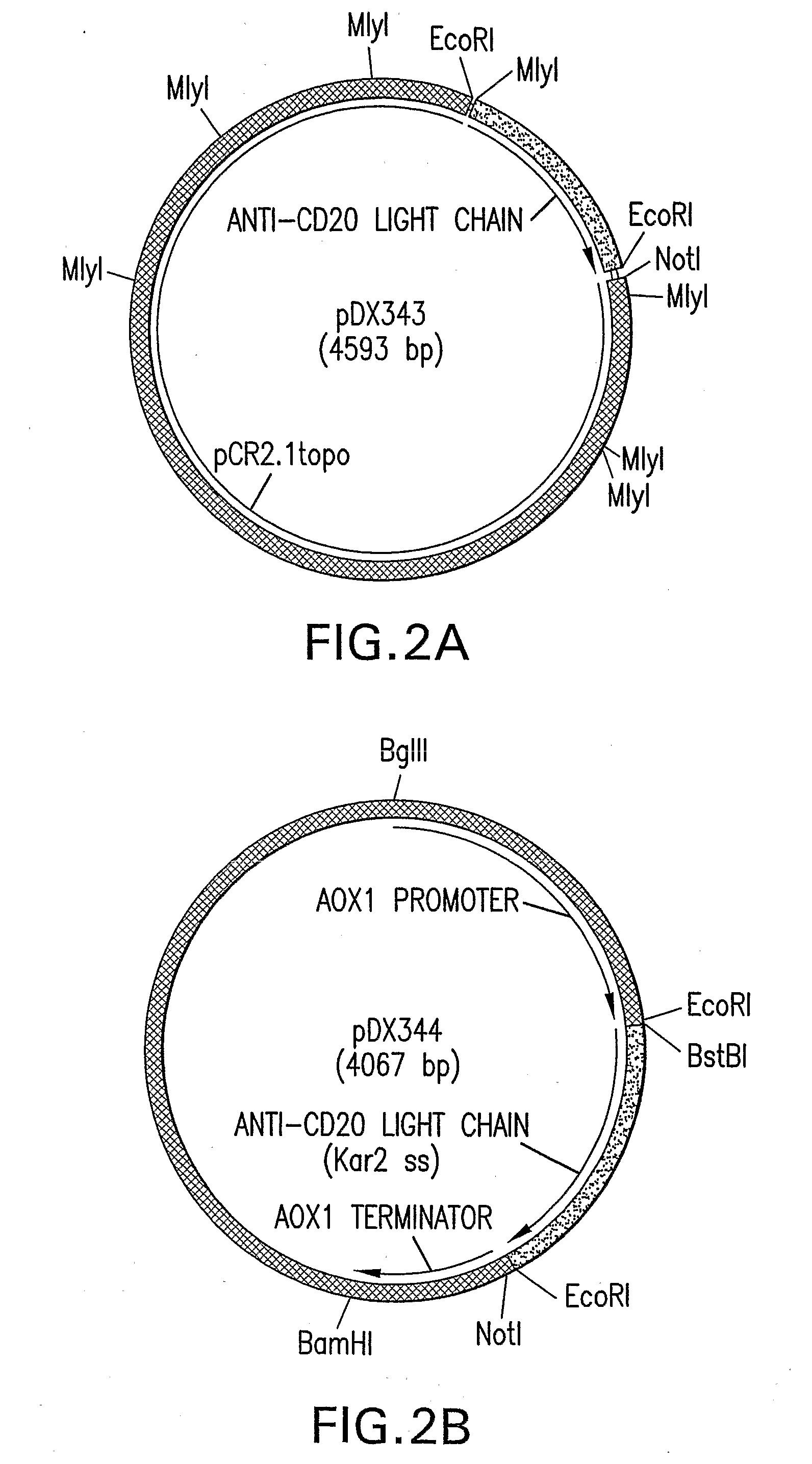 Immunoglobulins Comprising Predominantly a Glcnacman3Glcnac2 Glycoform