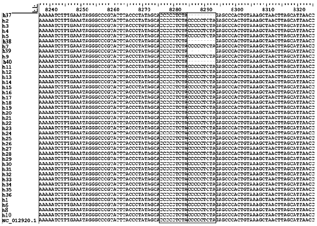 Application of 9bp sequence gene polymorphism in mitochondrial genome in evaluating the risk of benzene poisoning