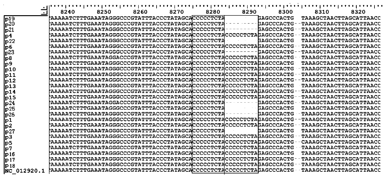 Application of 9bp sequence gene polymorphism in mitochondrial genome in evaluating the risk of benzene poisoning