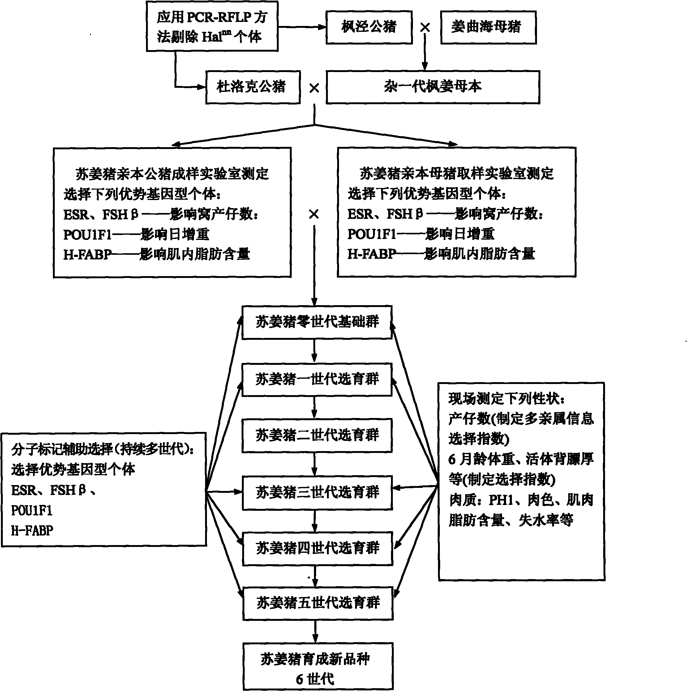 Method for breeding Sujiang pig variety