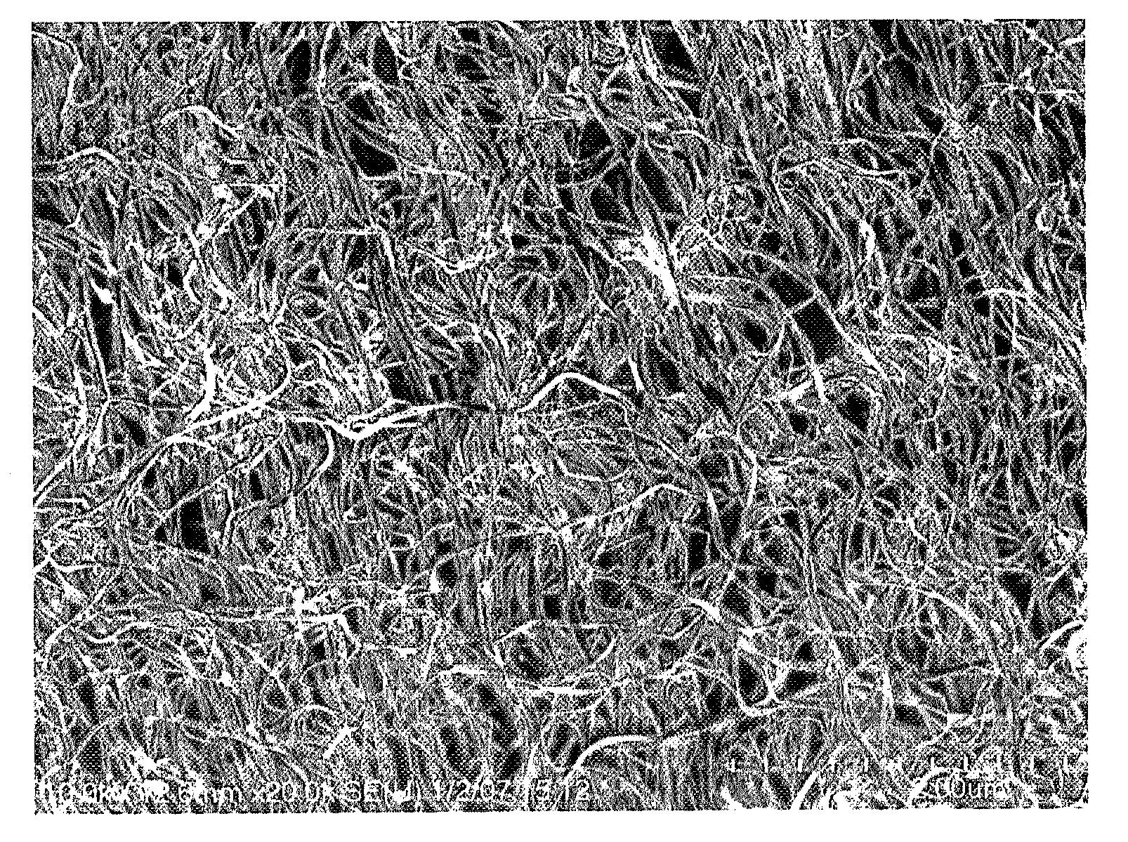 Carbon Nanotubes with Nano-Sized Particles Adhered thereto and Method of Preparing Same