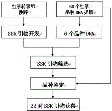 Anthurium ssr primer pair and kit developed based on transcriptome sequencing